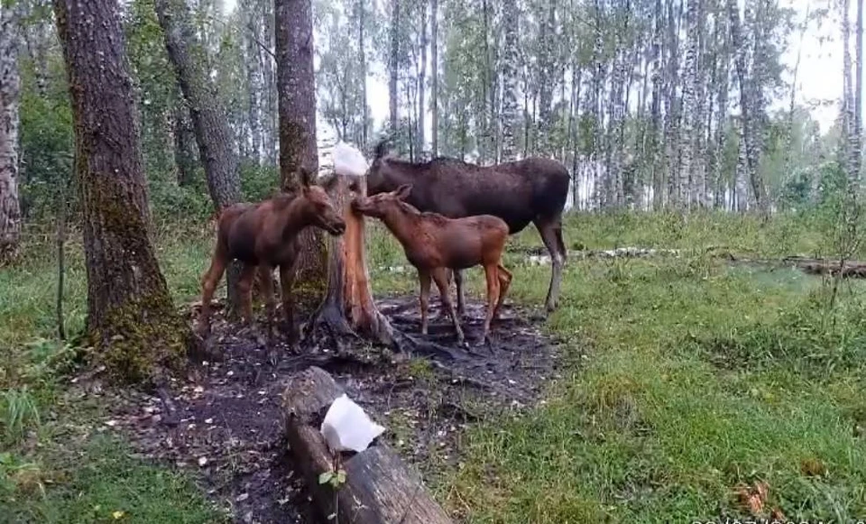 Фото: скриншот видео Сергея Сергеева.