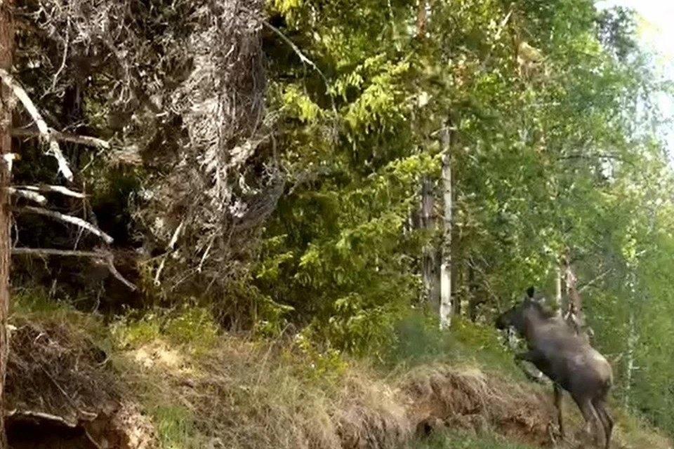 Любопытный лось изучил фотоловушку и сбежал Фото: скриншот с видео