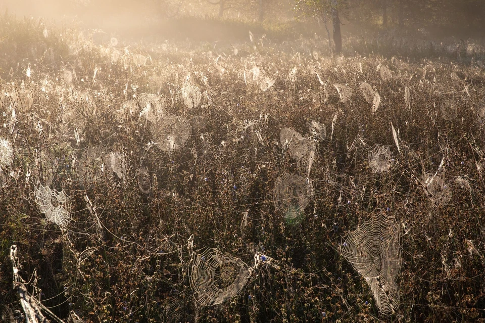 Поля, опутанные паутиной фотограф заснял в Косихинском районе. Фото: Роман Алдергот