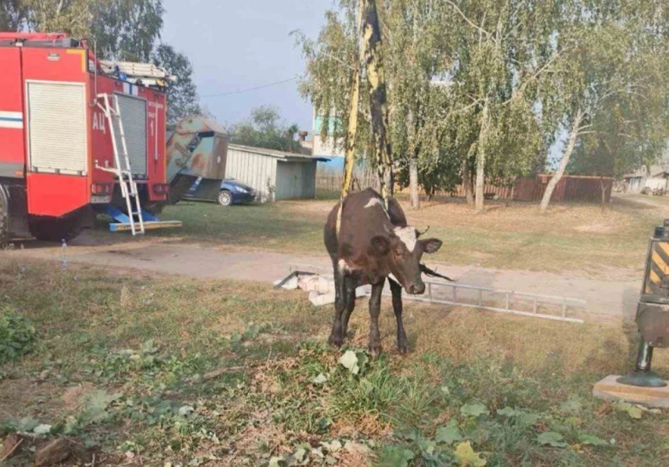 Спасатели доставали корову, которая упала в четырехметровый колодец в Костюковичском районе. Фото: МЧС Беларуси.
