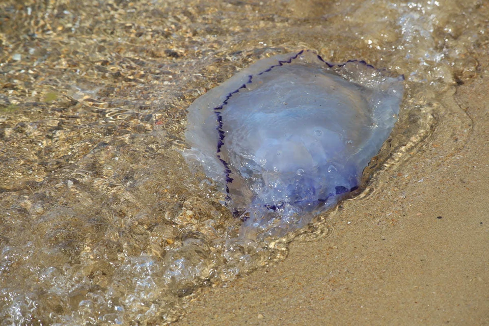 нашествие медуз в Азовском море происходит из-за осолонения и хорошей кормовой базы.