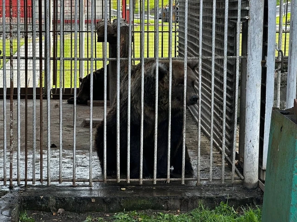 Один из живущих на базе отдыха медведей. Фото: соцсети.