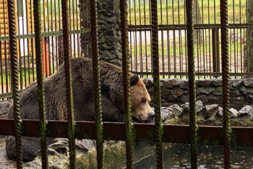 Все это время за Машей ухаживал сосед. Фото: t.me/SPbGS