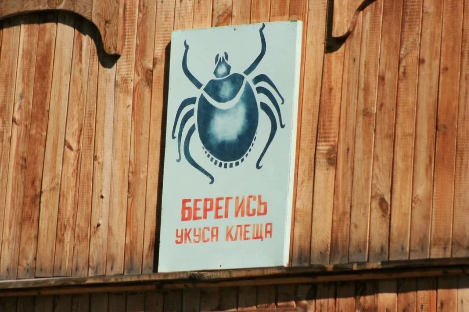 Специалисты регистрируют спад активности клещей рода Дермацентор