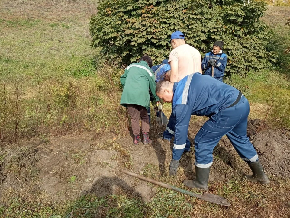 В Ульяновске высадили 300 кустарников спиреи серой. ФОТО: тг-канал Центра по благоустройству и озеленению Ульяновска