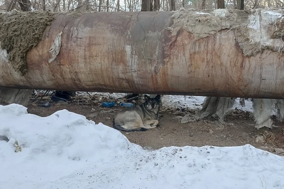 Около десяти оголодавших псов набросились на школьницу, стали буквально рвать ее на части