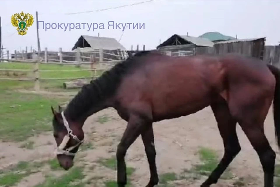 Потратил казенные деньги на лошадку: в Якутии завели дело о превышении должностных полномочий