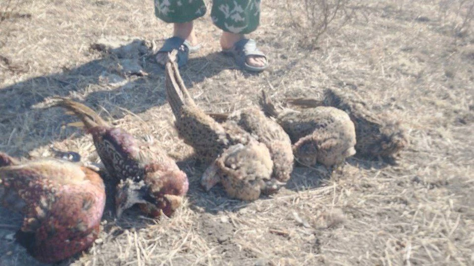 Иногородний турист добыл двух самцов и четырёх самок фазана