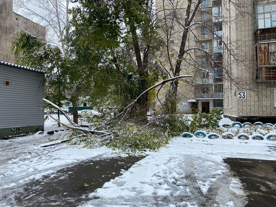 Из-за непогоды в Барнауле падали ветки и деревья