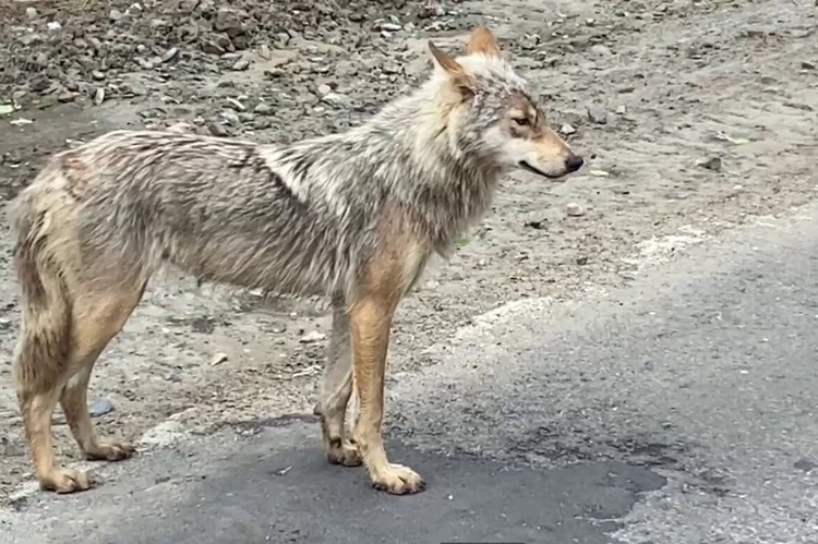 В Югре бешенный  волк напал на вахтовиков, укусив одного из них в шею