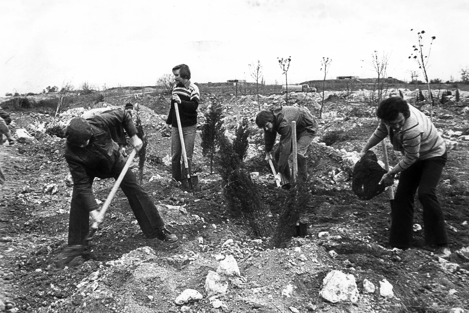 Сотрудники ИнБЮМ - комсомольцы участвуют в закладке парка Победы. (1975 г.) Фото: Медиаархив ФИЦ ИнБЮМ