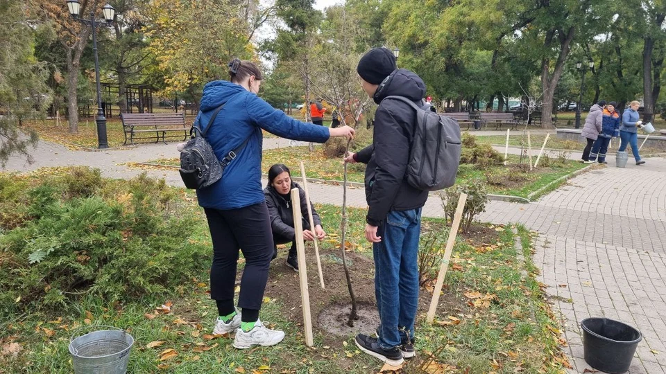 В Чеховском сквере Таганрога высадили десять деревьев породы «Церсис». Фото: администрация Таганрога