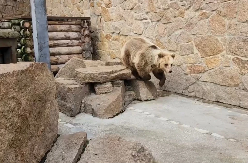 Кадр с видео челябинского зоопарка