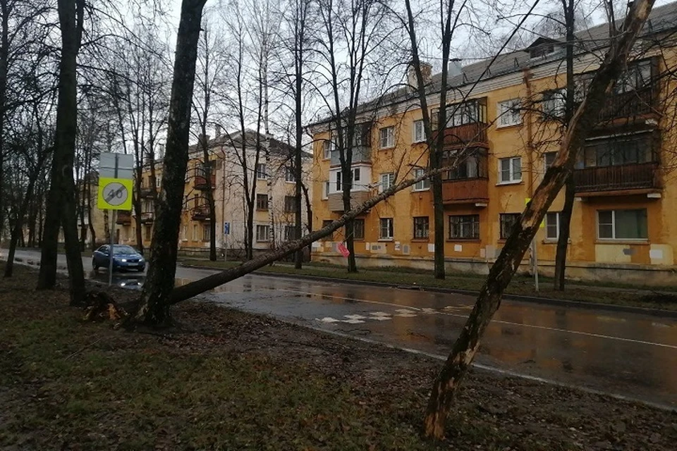 На улице Карла Либкнехта в Ярославле упало дерево.