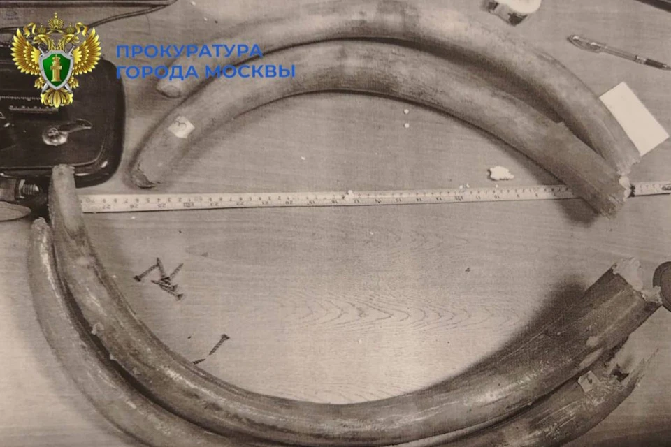 Москвича приговорили к 8,5 годам за за контрабанду фрагментов носорога и мамонта