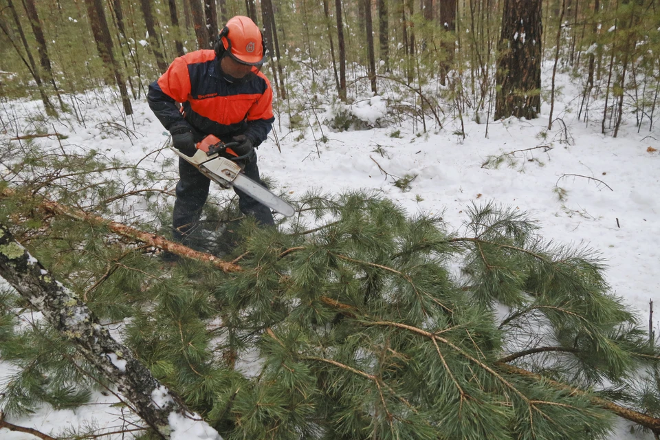 Лесная промышленность всегда считалась консервативной, но сейчас она переживает технологический сдвиг