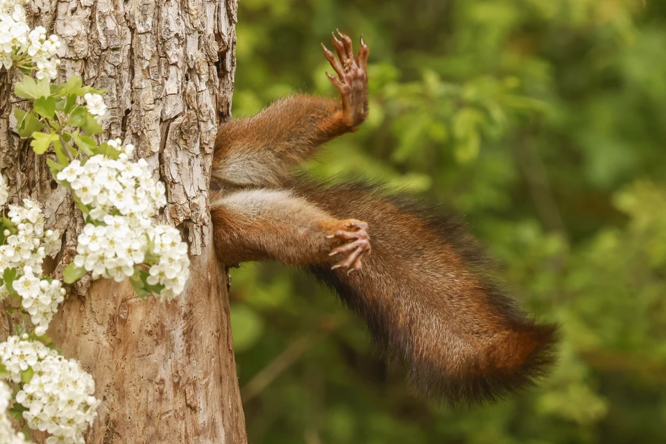 В Comedy Wildlife Awards победил снимок итальянца Маркетти — Застрявшая белка Фото: Milko Marchetti / The Comedy Wildlife Photography Awards