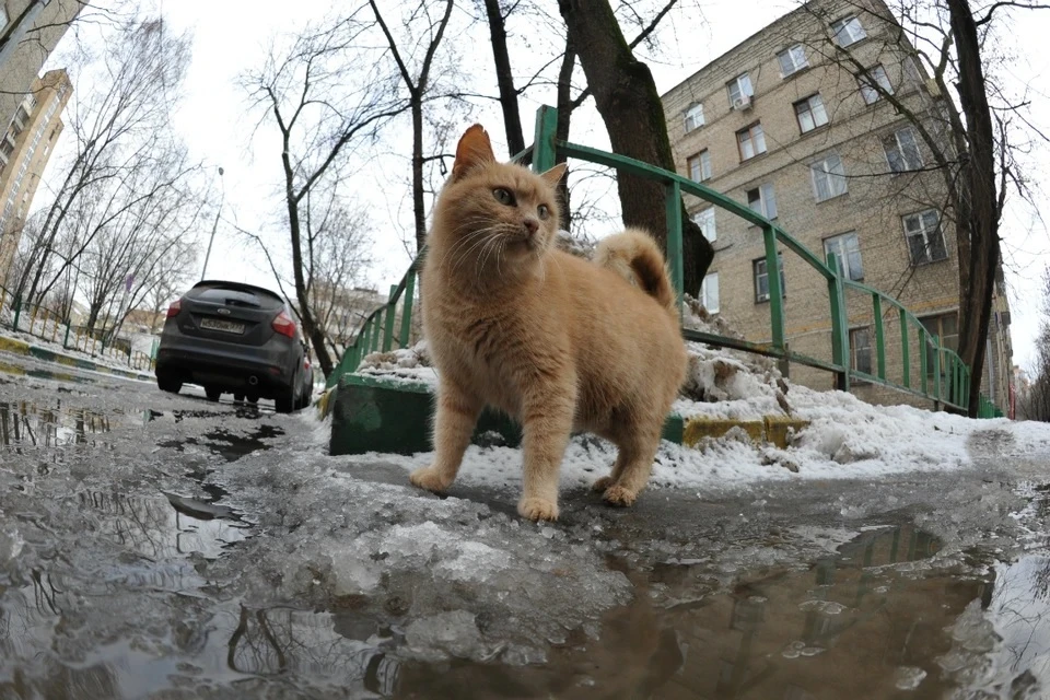 Что ждёт Москву и Подмосковье весной после тёплой зимы? Синоптик дал ответ