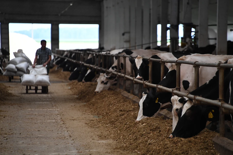 Россельхознадзор может смягчить ограничения на ввоз животной продукции из ЕС