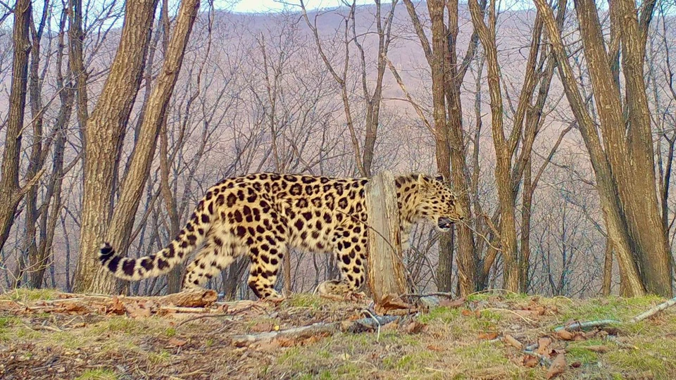 Красавица под номером Leo 300F впервые была замечена в нацпарке в 2024 году. Фото: «Земля леопарда»