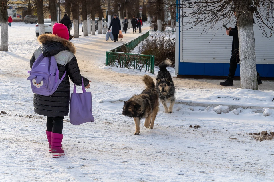 В Нижегородке уже давно остро стоит проблема бродячих собак.