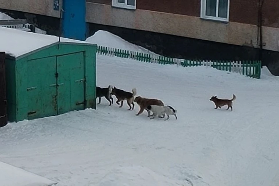 Собаки пугают людей. Фото: Предоставлено Ириной