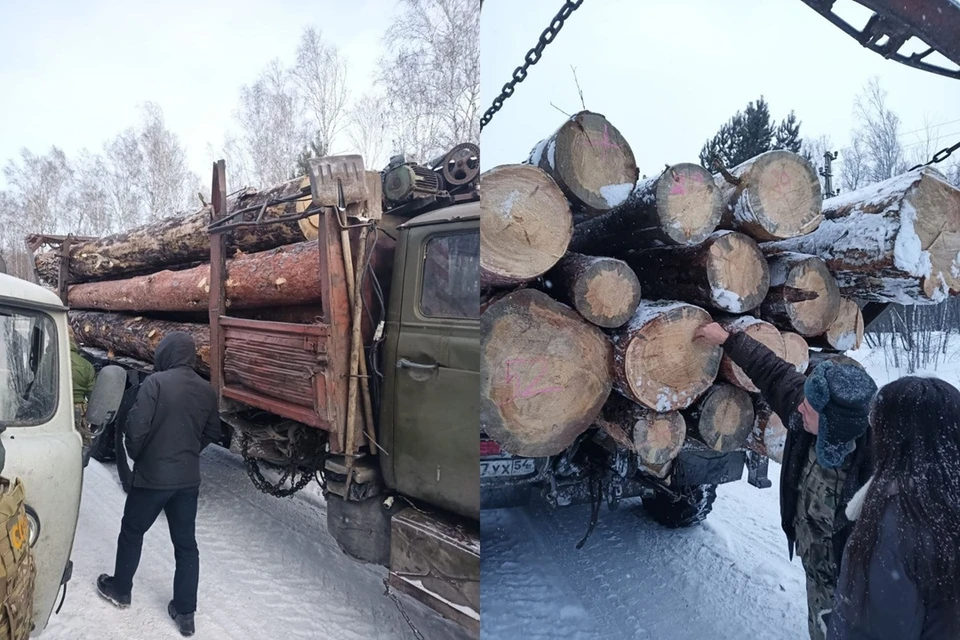 В Новосибирской области пресечена деятельность «чёрных лесорубов». Фото: УФСБ по Новосибирской области