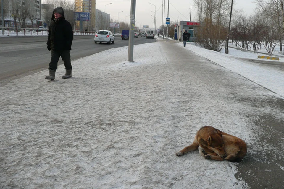 Югорчане устали бороться с бродячими собаками