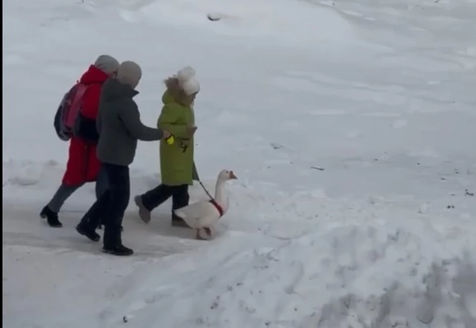 Фото: скриншот видео телеграм-канала «Омск с огоньком»