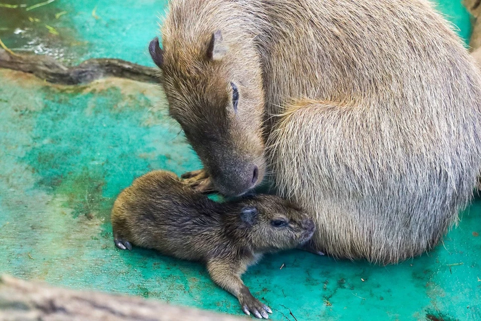 Самка Малая в начале февраля родила девятого детеныша