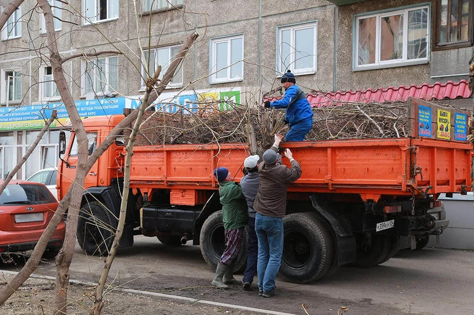 В Донецке начнут кронировать деревья (архивное фото)