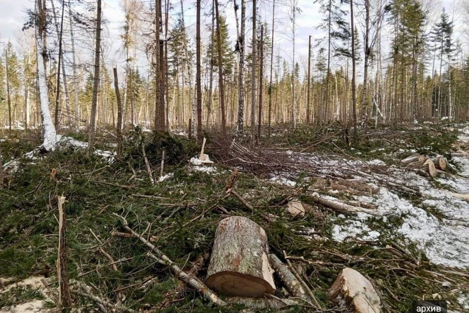 Вырубленный лес восстановили в Аларском районе.