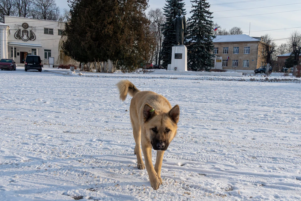 В Ставрополе школьница каталась на ватрушке, когда на нее напали животные