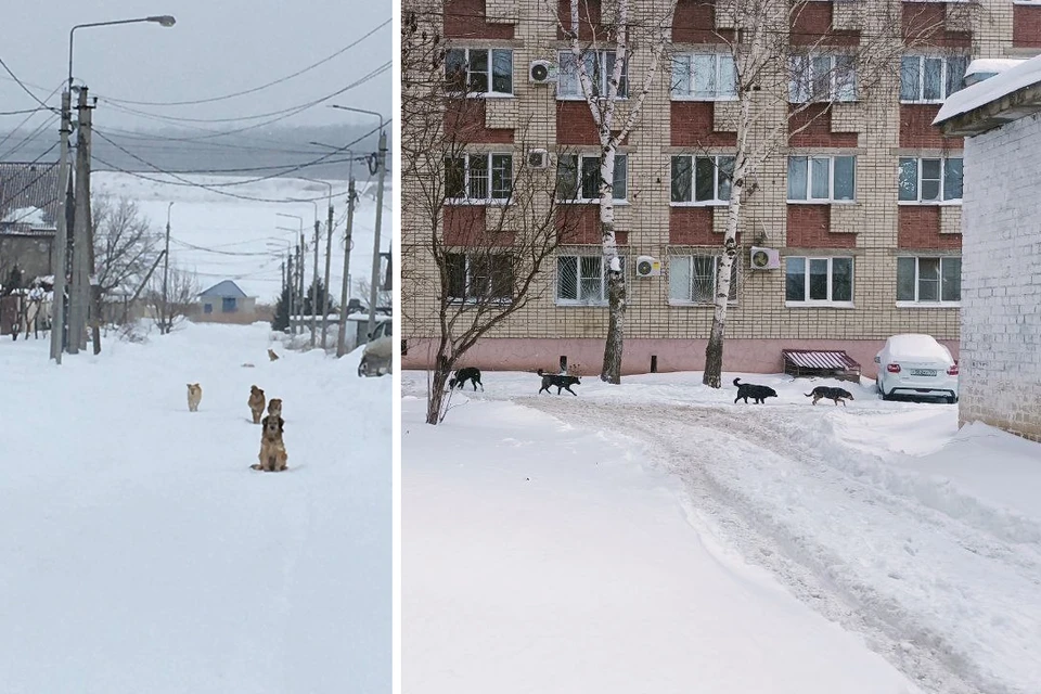 Жители Чапаевки несколько лет безуспешно борются со стаями бродячих собак.