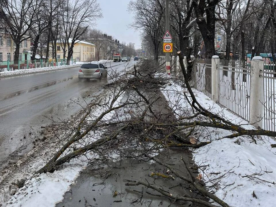 В Ульяновске подрезали деревья в «Винновской роще». ФОТО: Дирекция парков Ульяновска