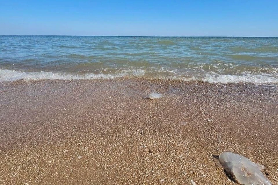 В Азовском море из-за роста солености воды развелись медузы. Фото: Администрация Мариуполя