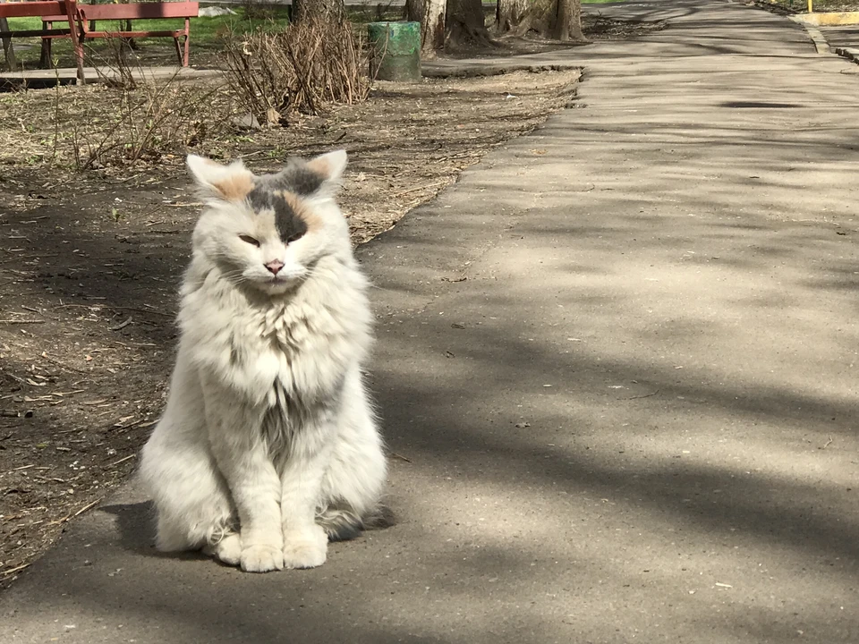 Житель Ухты признан виновным в гибели кота.