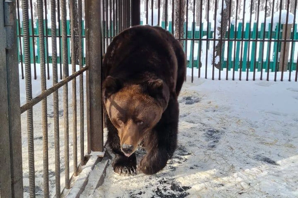 Бурые медведи вышли из спячки в природном парке Якутии. Фото: природный парк «Живые алмазы Якутии»