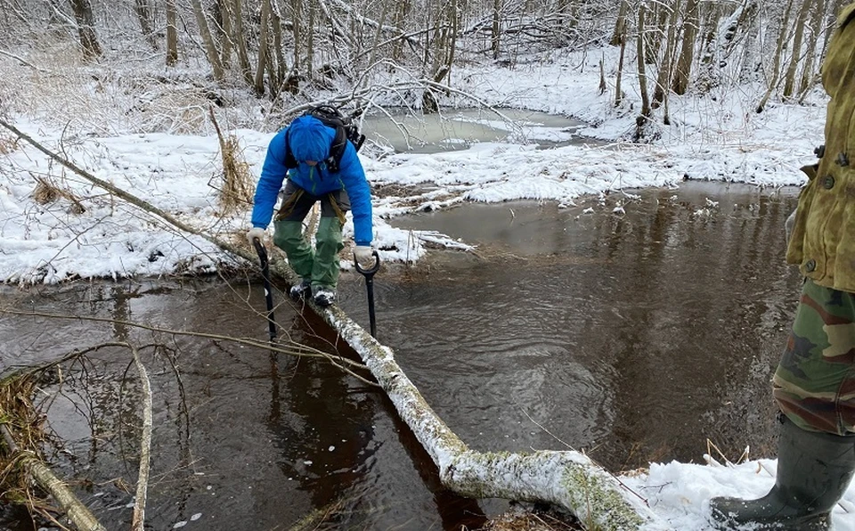 В ржевских лесах нет снега. ФОТО: поисковый отряд "Звезда"