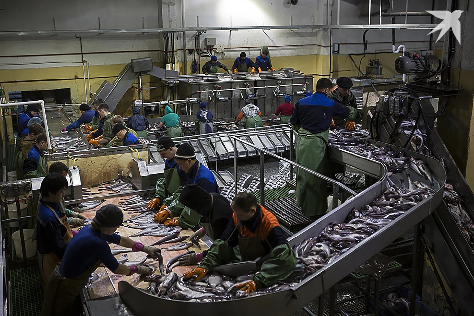 Росрыболовство рассказало об итогах работы в разных рыболовных бассейнах страны.