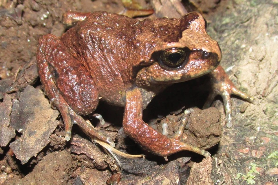 Воскресшая лягушка Alsodes vittatus, считавшаяся вымершей более 130 лет.