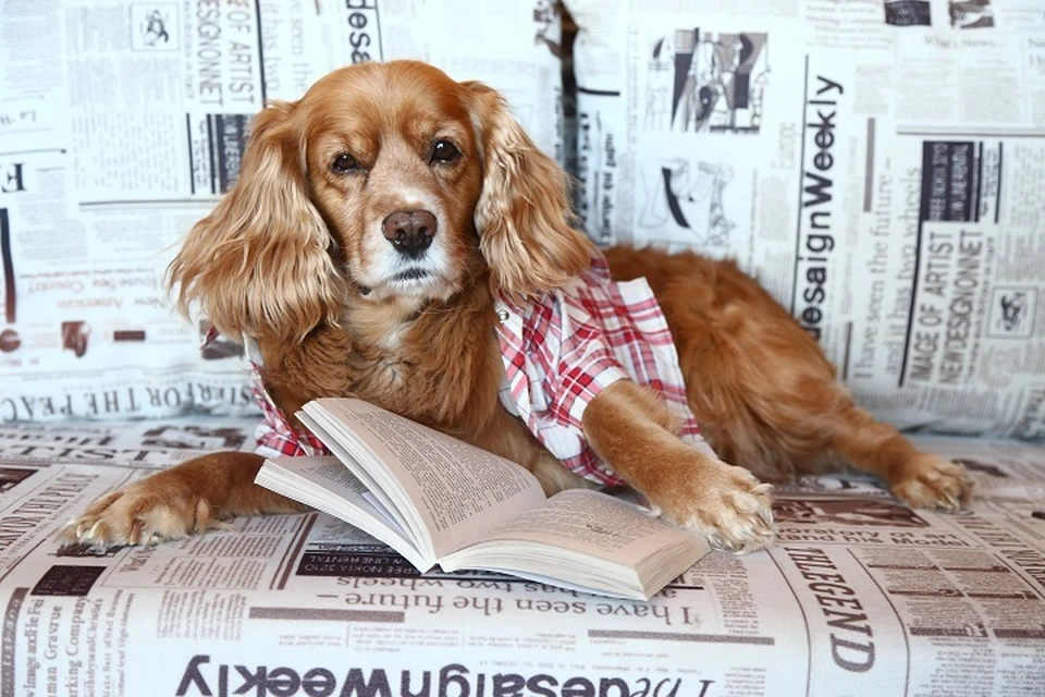 В Ярославле пройдет благотворительная книжная ярмарка.