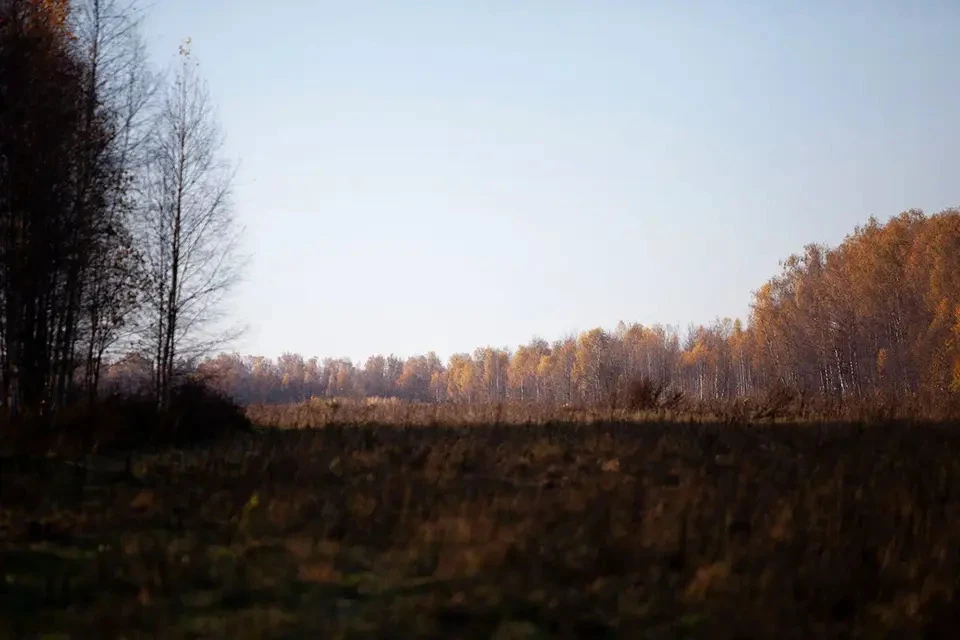 Лесной массив.