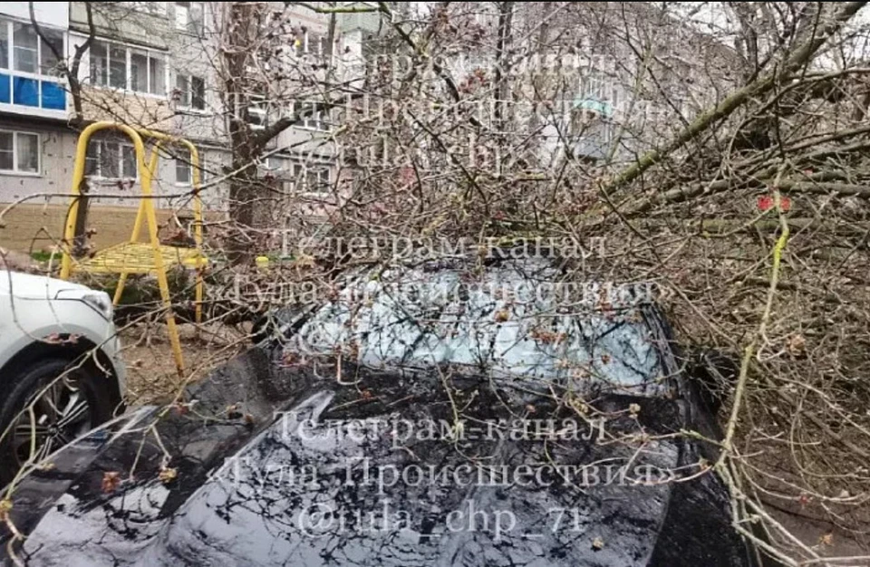 Дерево рухнуло на иномарку во дворе в районе Серебровки в Туле. Фото: телеграм-канал «Тула Происшествия».