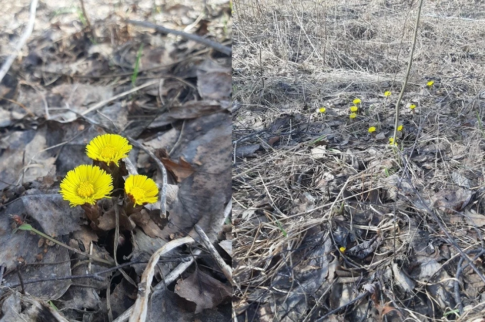 Мать-и-мачеха появилась в Академгородке. Фото: Татьяна Колесникова