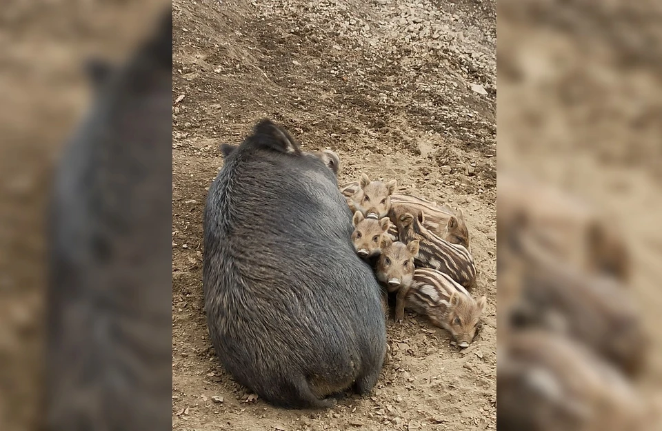 Пока что детеныши отличаются окрасом от мамы-кабанихи, но скоро "потемнеют"