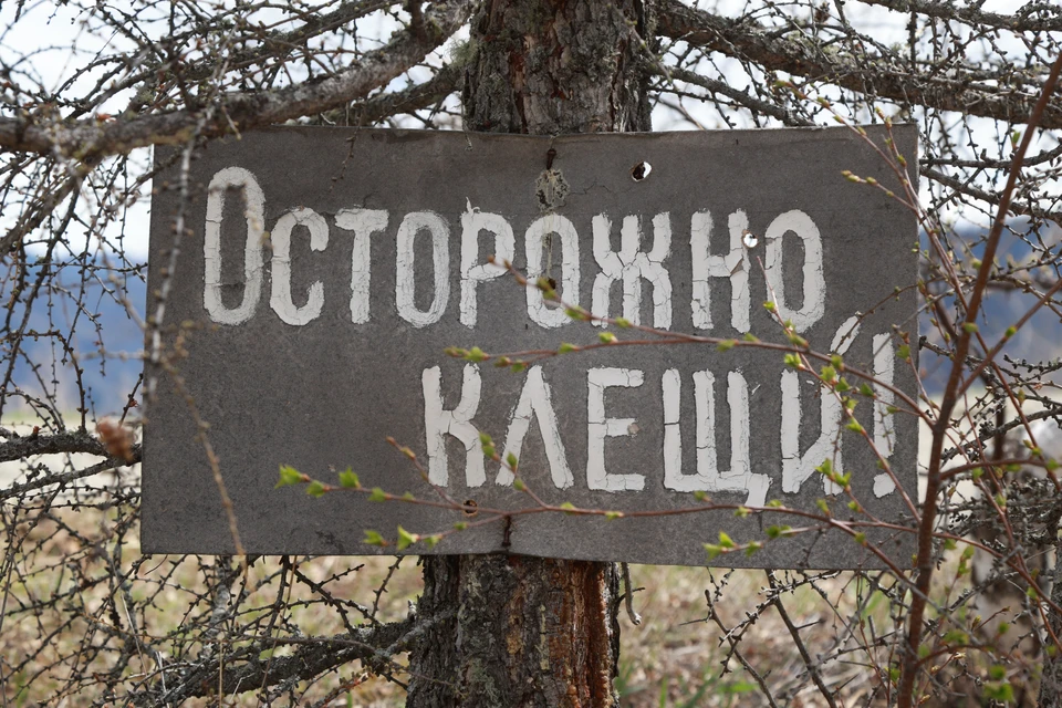 Максимальная активность клещей ожидается в мае