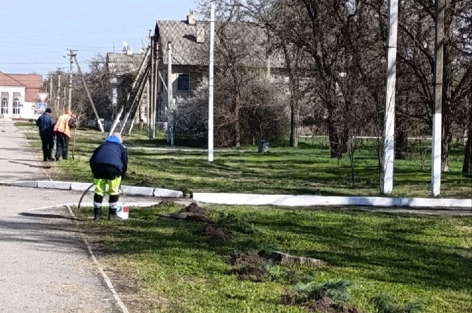 В Таврийске высадили 90 кустов можжевельника. ФОТО: администрация Новокаховского округа