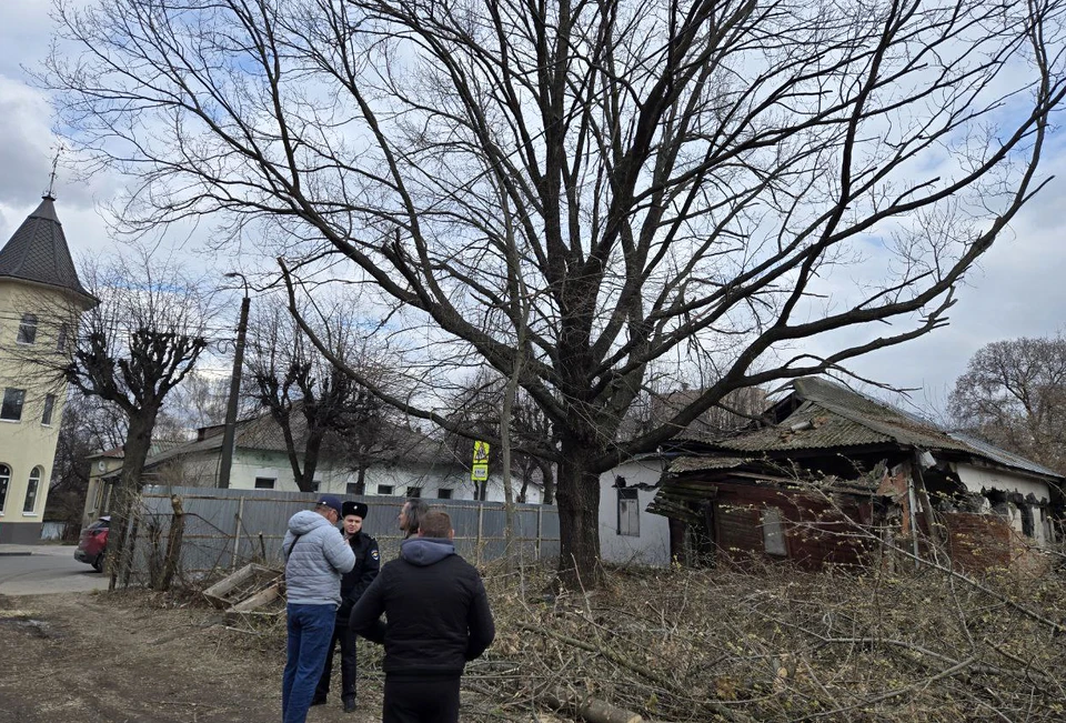 Тот самый дуб раздора.