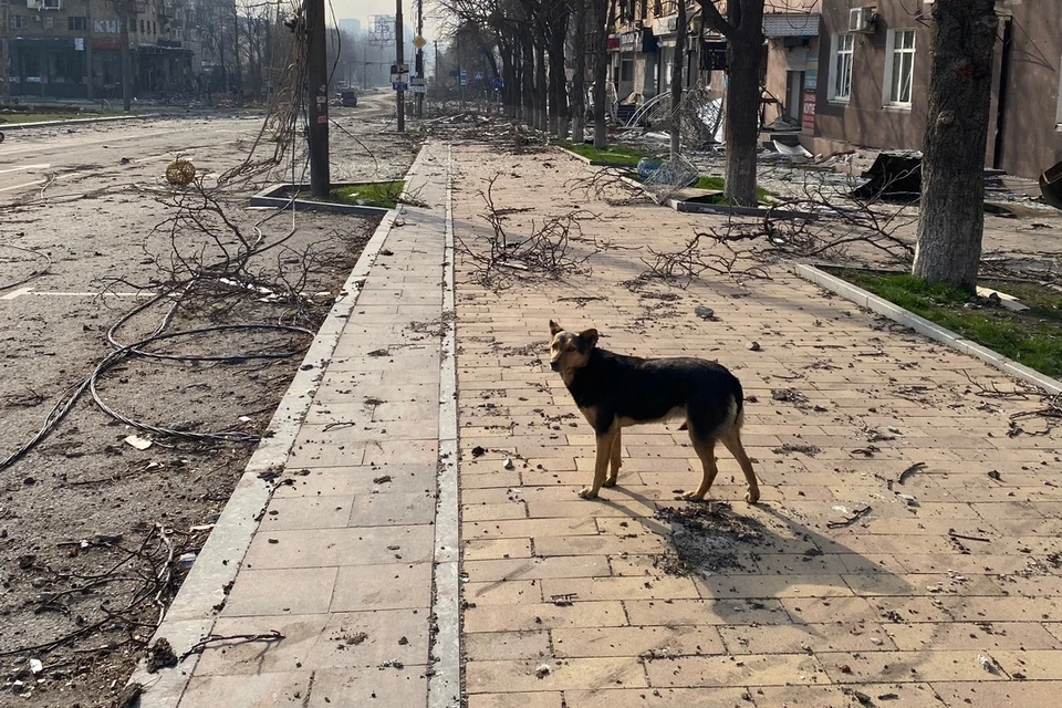 Прокуратура добилась компенсации морального вреда для малолетнего ребенка, которого покусала бездомная собака.